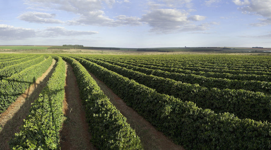Cerrado Mineiro Day 2019