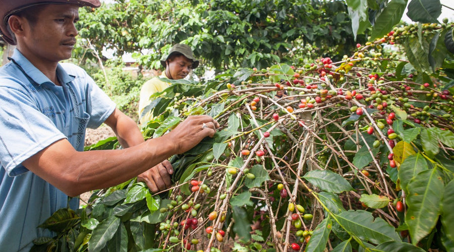 Coffee Origin: Sumatra