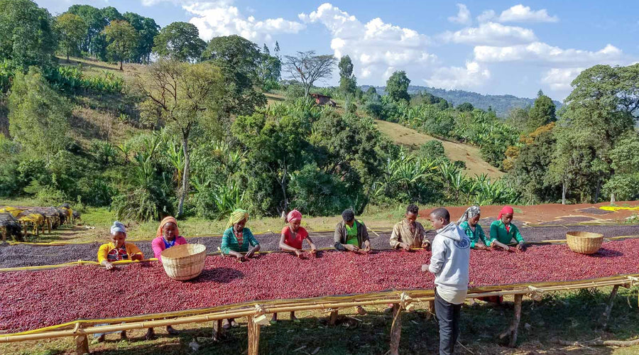 Ethiopia’s Coffee Regions
