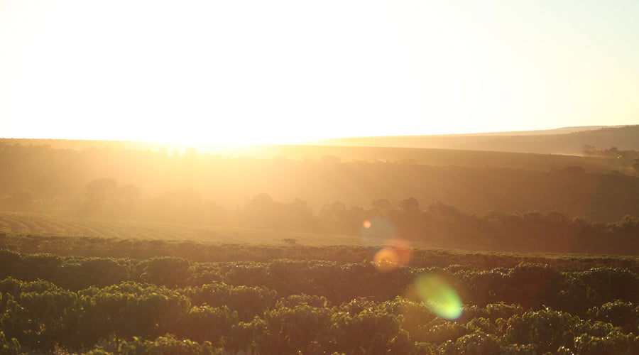 The Grupo Montesanto Tavares Sustainability Policy