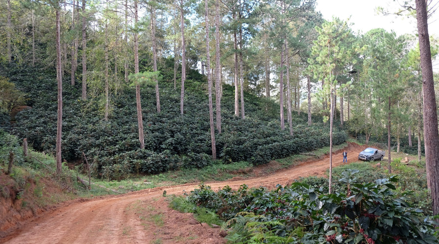 Coffee Sourcing in Honduras