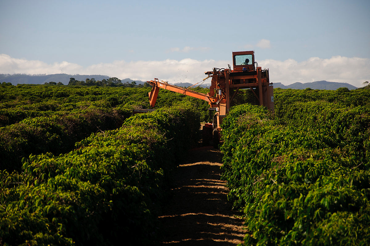Harvest Origin Report Brazil Ally Coffee Blog Ally Open harvest-origin-report-brazil-ally-coffee-blog-ally-open