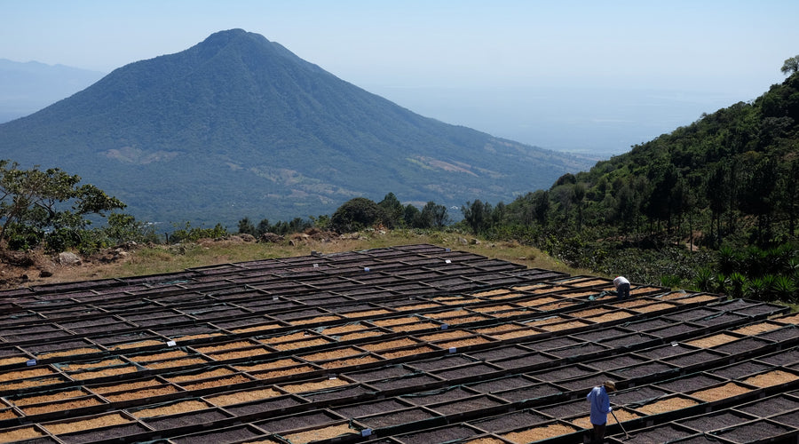 How to Prepare for a Coffee Sourcing Trip