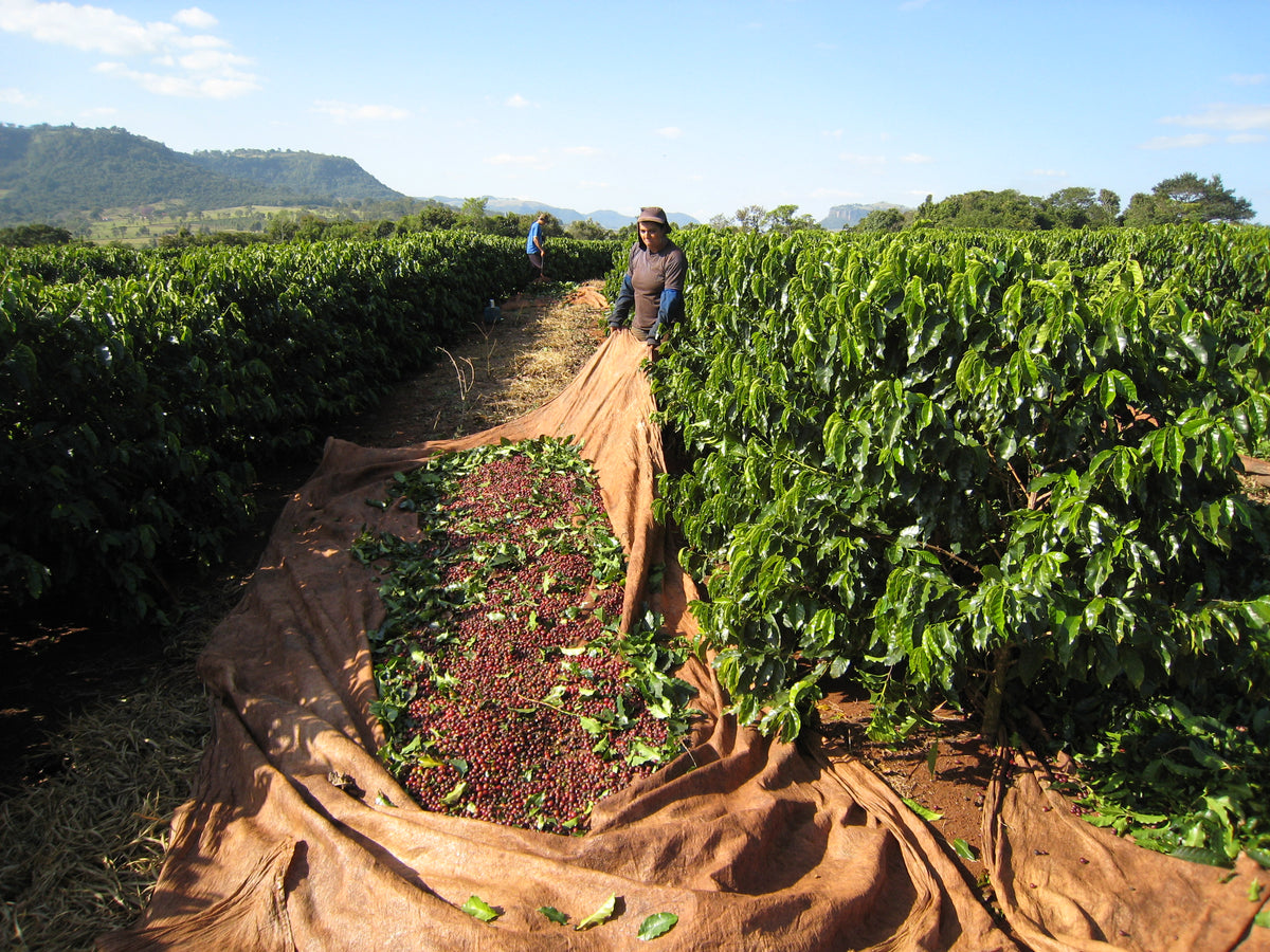 REGIOES VS2 Matas de Rondônia — Casa Brasil Coffees