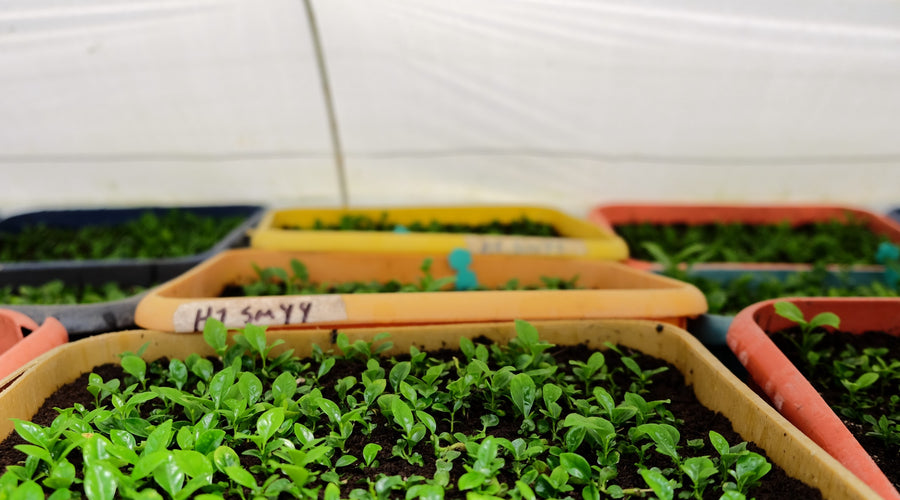 Vigorous Varieties: F1 Coffee Hybrids