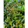 Colombia El Puente Honey | 25 lb | A-4803