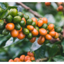 Colombia Monteblanco Pink Bourbon Thermal Shock Washed | 25 lb | A-4672