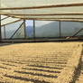 Colombia Monteblanco Pink Bourbon Thermal Shock Washed | 25 lb | A-4672