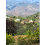Sample | Colombia Galeras Decaf | A-4501
