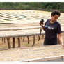 Sample | Ethiopia Koke Honey | A-4647