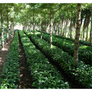El Salvador Los Pirineos Rume Sudan Anaerobic Black Honey | 25 lb | A-4823