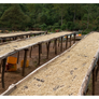 Ethiopia Koke Honey | 25 lb | A-4647