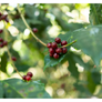 El Salvador Santa Matilde Bourbon Natural | 25 lb | A-4718