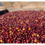 El Salvador Los Pirineos Rume Sudan Anaerobic Black Honey | 25 lb | A-4823