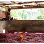 Ethiopia Koke Honey | 25 lb | A-4647