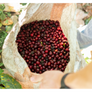 El Salvador Santa Matilde Bourbon Natural | 25 lb | A-4718