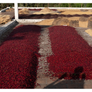 El Salvador Santa Matilde Bourbon Natural | 25 lb | A-4718