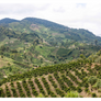 Colombia Monteblanco Pink Bourbon Thermal Shock Washed | 25 lb | A-4672
