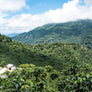 Guatemala Ceiba | 50 lb | A-4639
