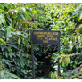 Costa Rica Aquiares Centroamericano Anaerobic Natural | 25 lb | A-4666