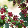Costa Rica Aquiares Centroamericano Anaerobic Natural | 25 lb | A-4666