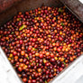 Costa Rica Aquiares Centroamericano Anaerobic Natural | 25 lb | A-4666