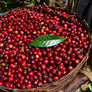 Ethiopia Acacia Natural | 50 lb | A-4643