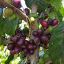 Colombia Monteblanco Purple Caturra Passion Fruit Co-ferment Washed | 25 lb | A-6240