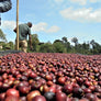 Ethiopia Acacia Natural | 50 lb | A-4643