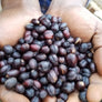 Ethiopia Acacia Natural | 50 lb | A-5460