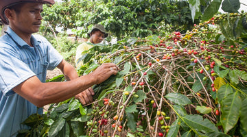 Coffee Origin: Sumatra