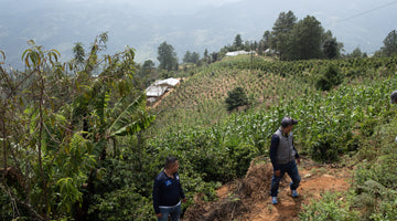 Building Ceiba in Huehuetenango, Guatemala