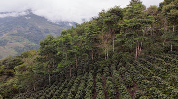 Coffee, Carbon, and Climate Change