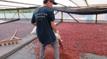 Coffee Processing at Monteblanco