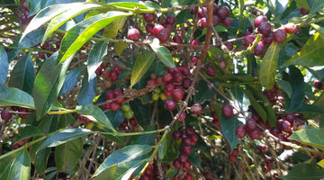 Ethiopian Coffee Varieties