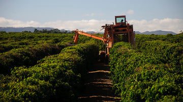 Harvest Origin Report - Brazil