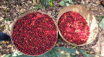 Ethiopia's Coffee Growing Regions - A Brief Explainer