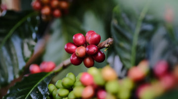The 2022/23 Coffee Year in Review: Updates from Ally Coffee and the Industry at Large