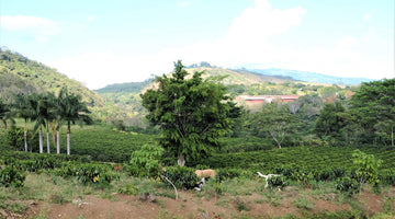 Hacienda Sonora: Ally Coffee Selections