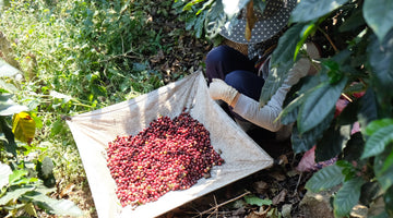 Thailand’s Specialty Coffee Production