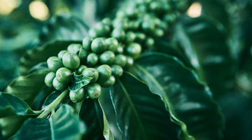 Supporting World Coffee Research - An Update from Ally Coffee
