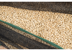 Ethiopia Koke Honey | 25 lb | A-4647