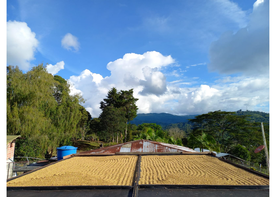Sample | Colombia El Puente Honey | A-4803