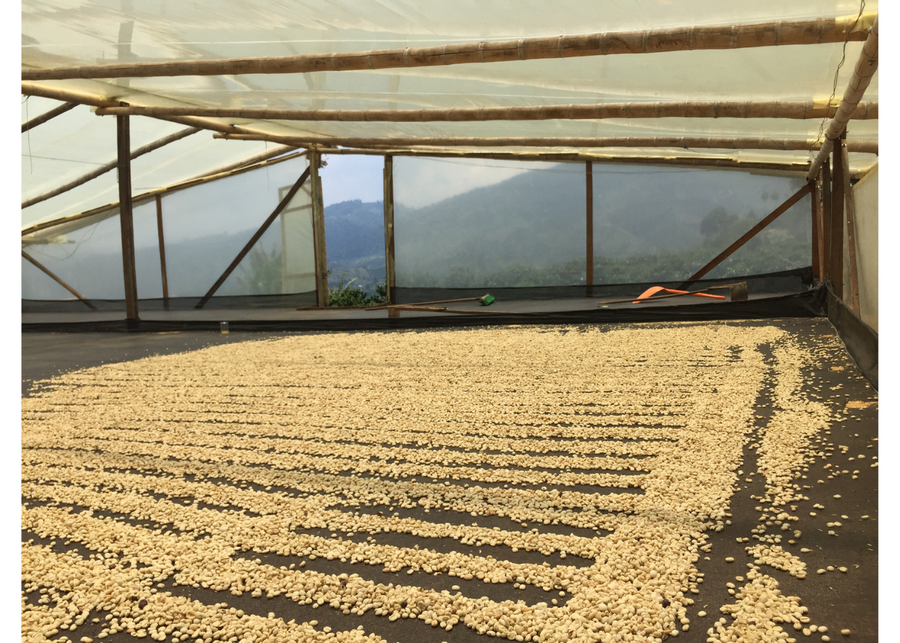 Colombia Monteblanco Pink Bourbon Thermal Shock Washed | 25 lb | A-4672