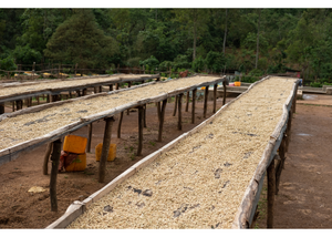 Ethiopia Koke Honey | 25 lb | A-4647