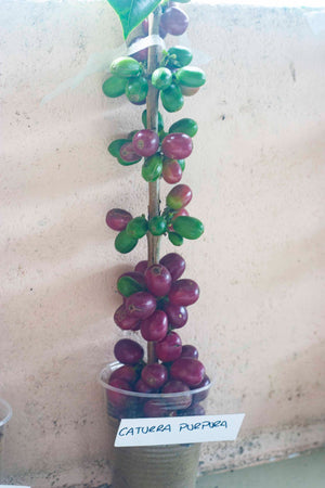 Colombia Monteblanco Purple Caturra Passion Fruit Coferment Washed | 25 lb | A-4968