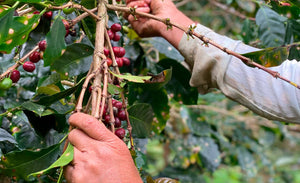 Guatemala Primavera Swiss Water Decaf | 50 lb | A-6858
