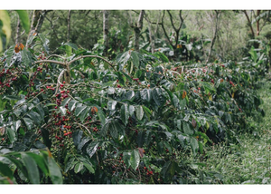 Sample | Sumatra Gayo 25 Day Anaerobic Natural | A-5081