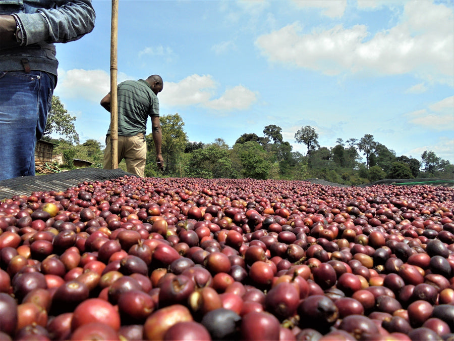 Ethiopia Acacia Natural | 50 lb | A-46432