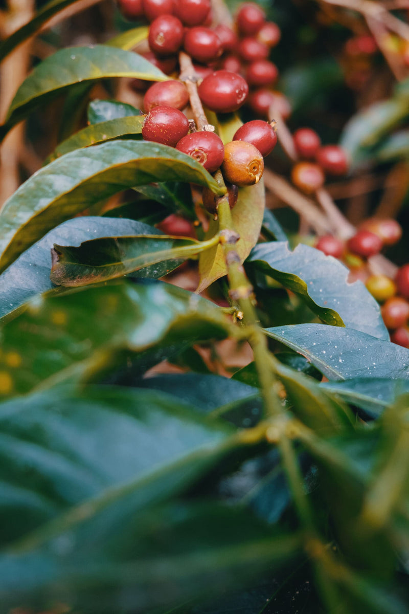 Ethiopia Resette Tsebel Washed | 25lb | Green Coffee from Ally Open